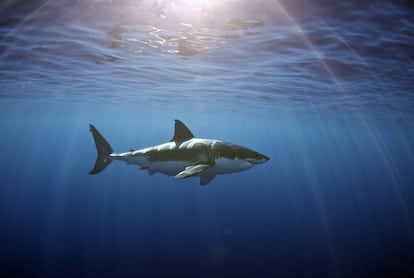 Un gran tiburón blanco navega por las aguas de Isla Guadalupe, México