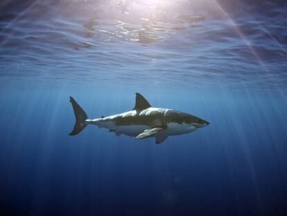 Un gran tibur&oacute;n blanco navega por las aguas de Isla Guadalupe, M&eacute;xico