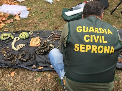 Agentes del Seprona incautan más de 600 reptiles de una red de tráfico de animales exóticos.