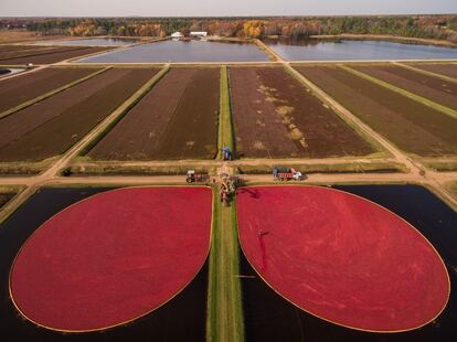 Un cultivo a gran escala de arándanos en Wisconsin (Estados Unidos).