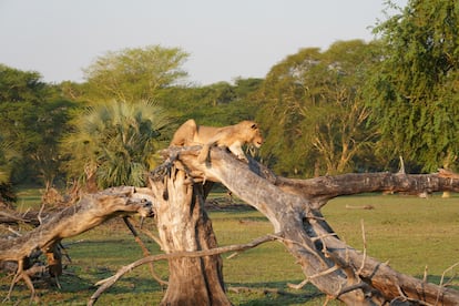 Un león, sobre una rama de árbol en el Parque Nacional de Gorongosa.