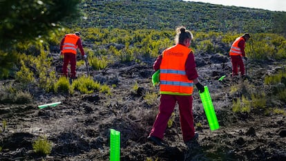 Motor Verde es un proyecto de reforestación que genera empleo y revitaliza el entorno rural.