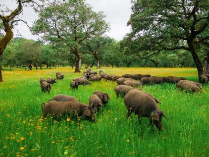 La cr&iacute;a del cerdo ib&eacute;rico est&aacute; ligada a la dehesa.