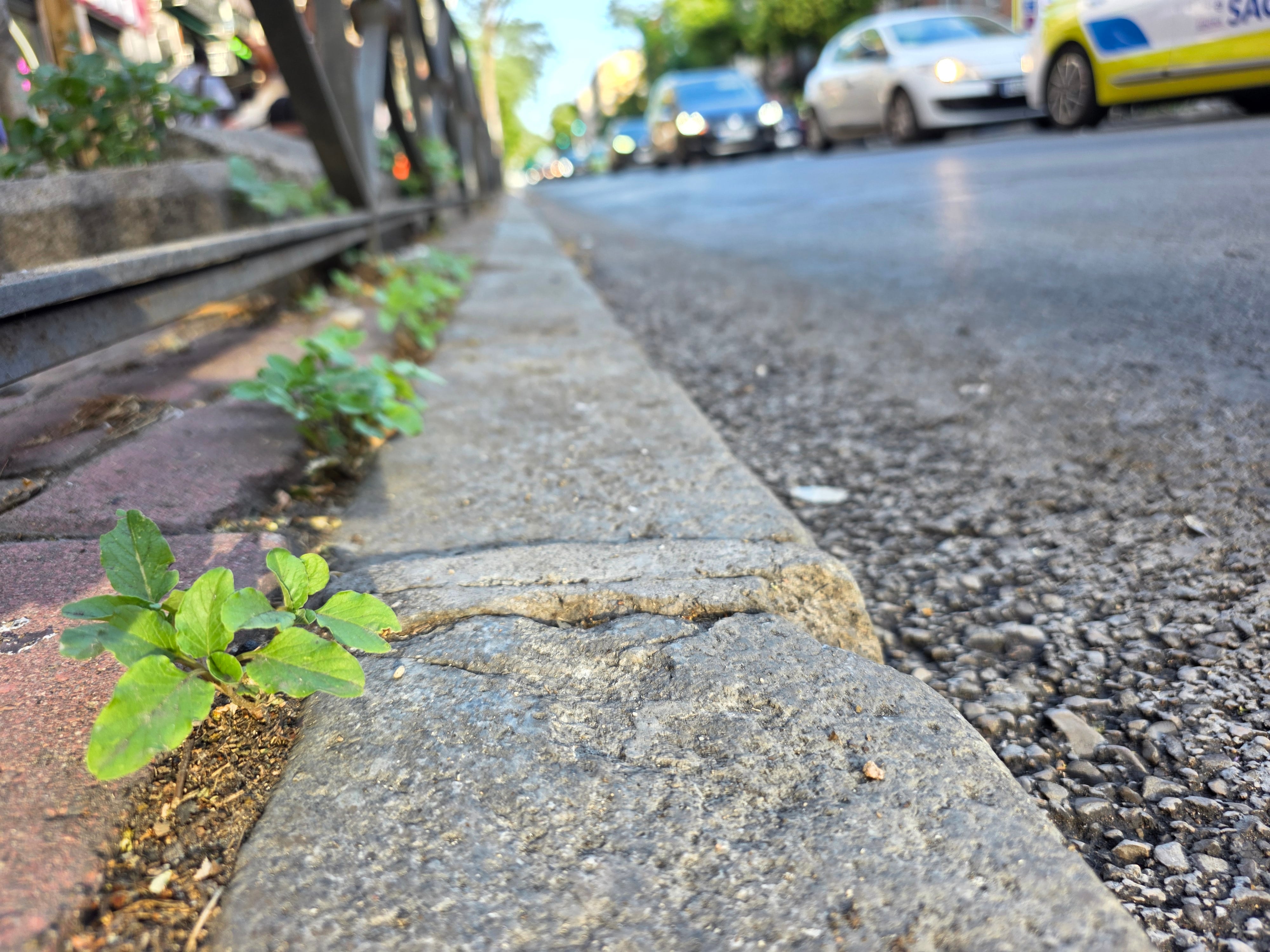 El bledo rastrero es capaz de vegetar en sitios muy transitados y con poca tierra.
