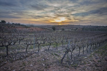 Las viñas de Gramona ocupan 85 hectáreas de cultivos orgánicos y biodinámicos, en los que varios caballos aran las tierras al estilo tradicional, lo que encarece por lo menos un 20% la producción, según la cavista.
