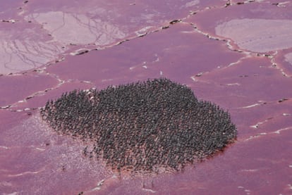 Una guardería de aves en el lago Natrón, al norte de Tanzania