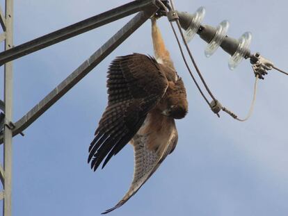 Un águila perdicera electrocutada cuelga del apoyo de un tendido eléctrico.