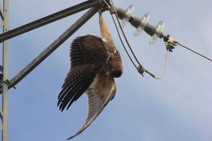 Un águila perdicera electrocutada cuelga del apoyo de un tendido eléctrico.