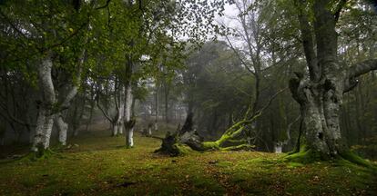 El bosque de Artikutza, en Navarra, un paraíso para buscadores de setas.