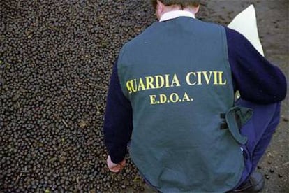 Un investigador de la Guardia Civil, en una de las explotaciones investigadas.