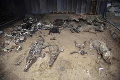 Las penurias económicas que vive la zona han provocado la muerte por inanición de la mayoría e los animales del zoológico. Los 15 supervivientes tendrán una nueva vida lejos de Gaza.