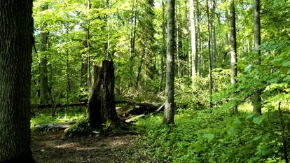 Bosque de Bialowieza (Polonia).