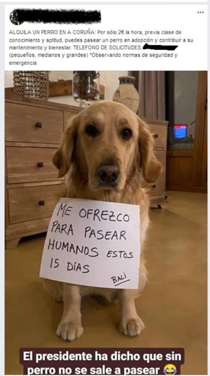 Anuncio de alquiler de perros publicado por un vecino deA Coruña que ha sido denunciado por el Seprona durante el Estado de Alarma.