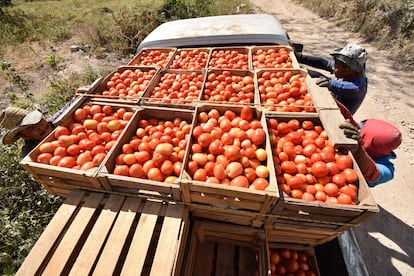 Productores de tomate en Azinyahualco, Guerrero.