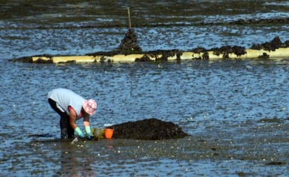 Una mujer recoge marisco junto a una tubería en la ría de Ferrol.