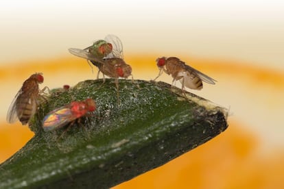 Dos moscas miran a una tercera copular con un macho verde mientras ignoran a un macho rosado.