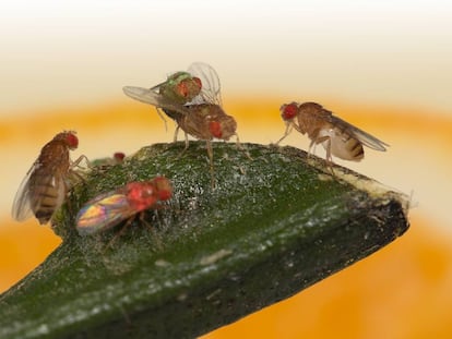 Dos moscas miran a una tercera copular con un macho verde mientras ignoran a un macho rosado.