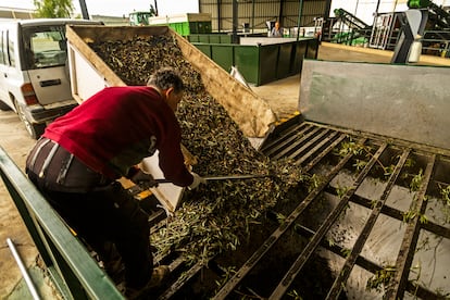 Un agricultor vacía su remolque de aceitunas recién recolectadas en las instalaciones de la Sociedad Cooperativa San Vicente de Mogón (Jaén). La aceituna pasa de ahí a la almazara donde se elabora aceite de oliva de gran calidad y con la última tecnología.