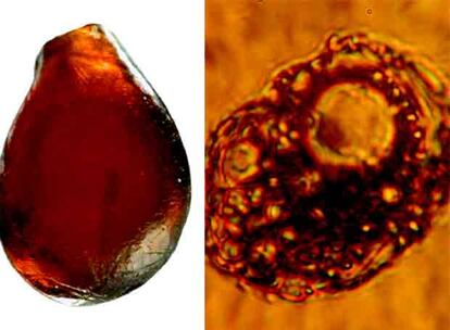 Gota de ámbar de tres milímetros (izquierda) y una <i>Centropyxis hirsuta</i> atrapada.