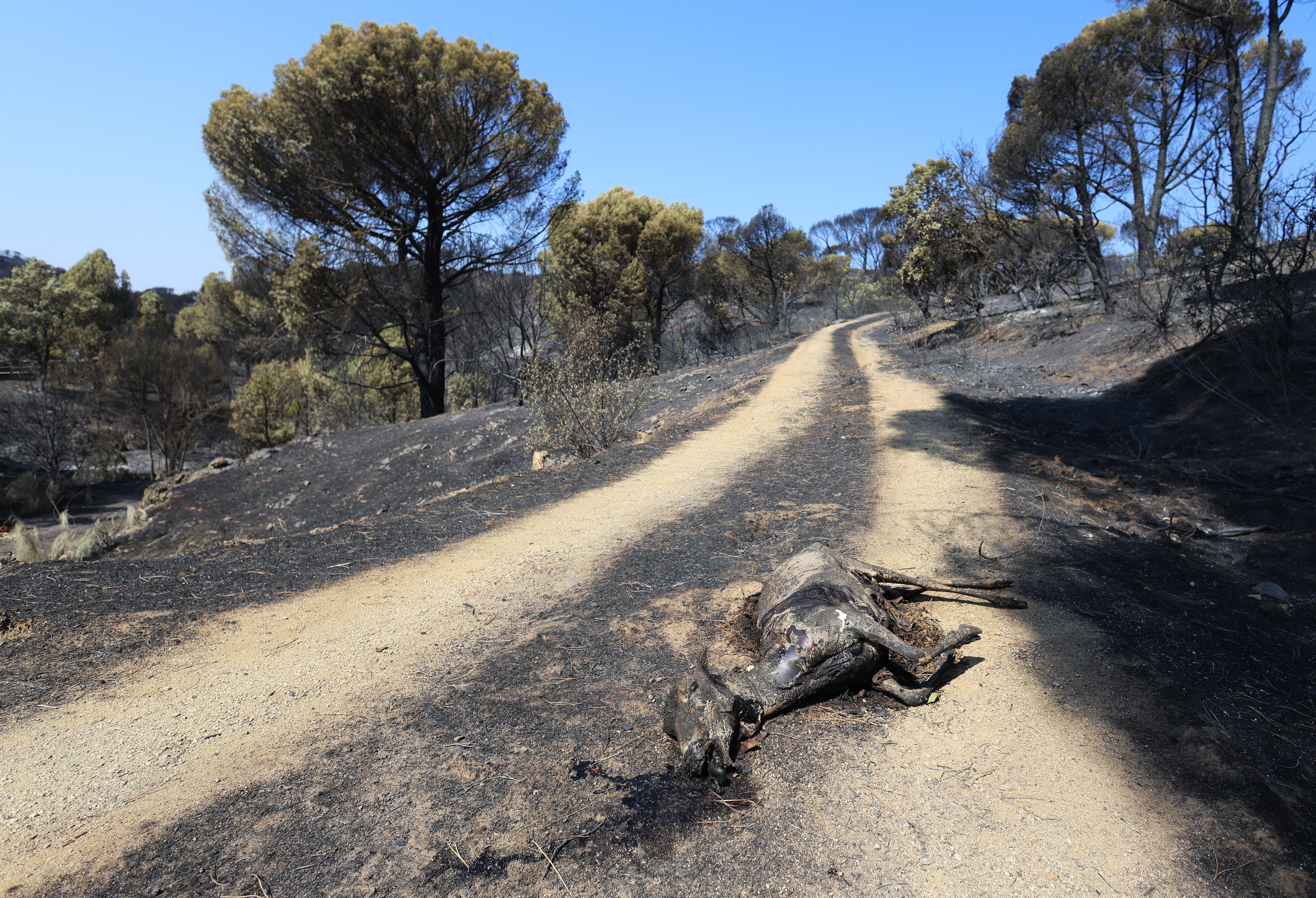Efectos del incendio de finales de julio sobre la fauna de la zona entre Villa del Prado y Pelayos de la Presa.