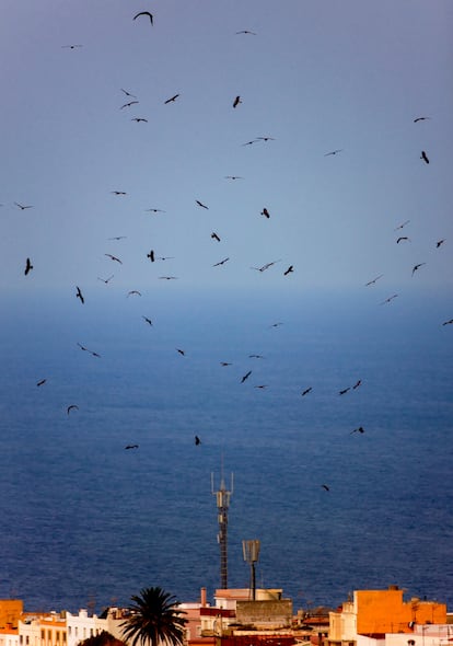 Una bandada de milanos negros sobrevuela la ciudad de Tarifa (Cádiz). 