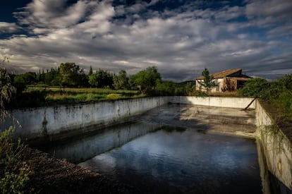 La piscina abandonada, solo tiene agua de lluvia y maleza alrededor.