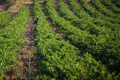 Dos trabajadores cortan los frutos de una hectárea de viñedo en un campo de Murillo de Río Leza (La Rioja), a principios de julio.