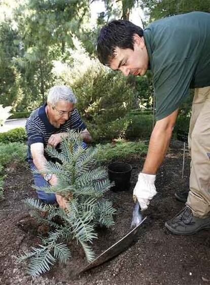 Miembros de la Unidad de Horticultura del Jardín Botánico, plantan el ejemplar de pino australiano Wollemi.