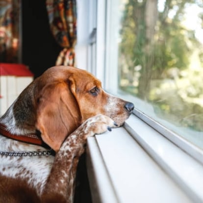 Sad dog waiting to go outside, looking out window, resting face on window sill. Family pet conceptual image for sadness, depression, and patience.