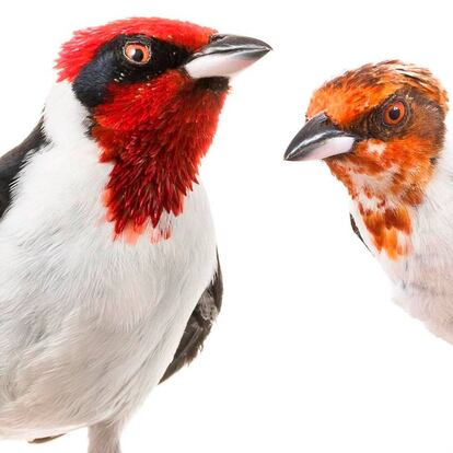 El desarrollo de 'Paroaria nigrogenis' se evidencia por el color del plumaje de su cabeza.