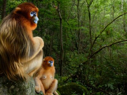 Ganador Fotógrafo del Año de Fauna Salvaje 2018: La pareja de oro.