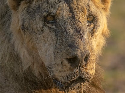 This photo provided by Lion Guardians shows the male lion named "Loonkiito" in Amboseli National Park, in southern Kenya on Feb. 20, 2023.