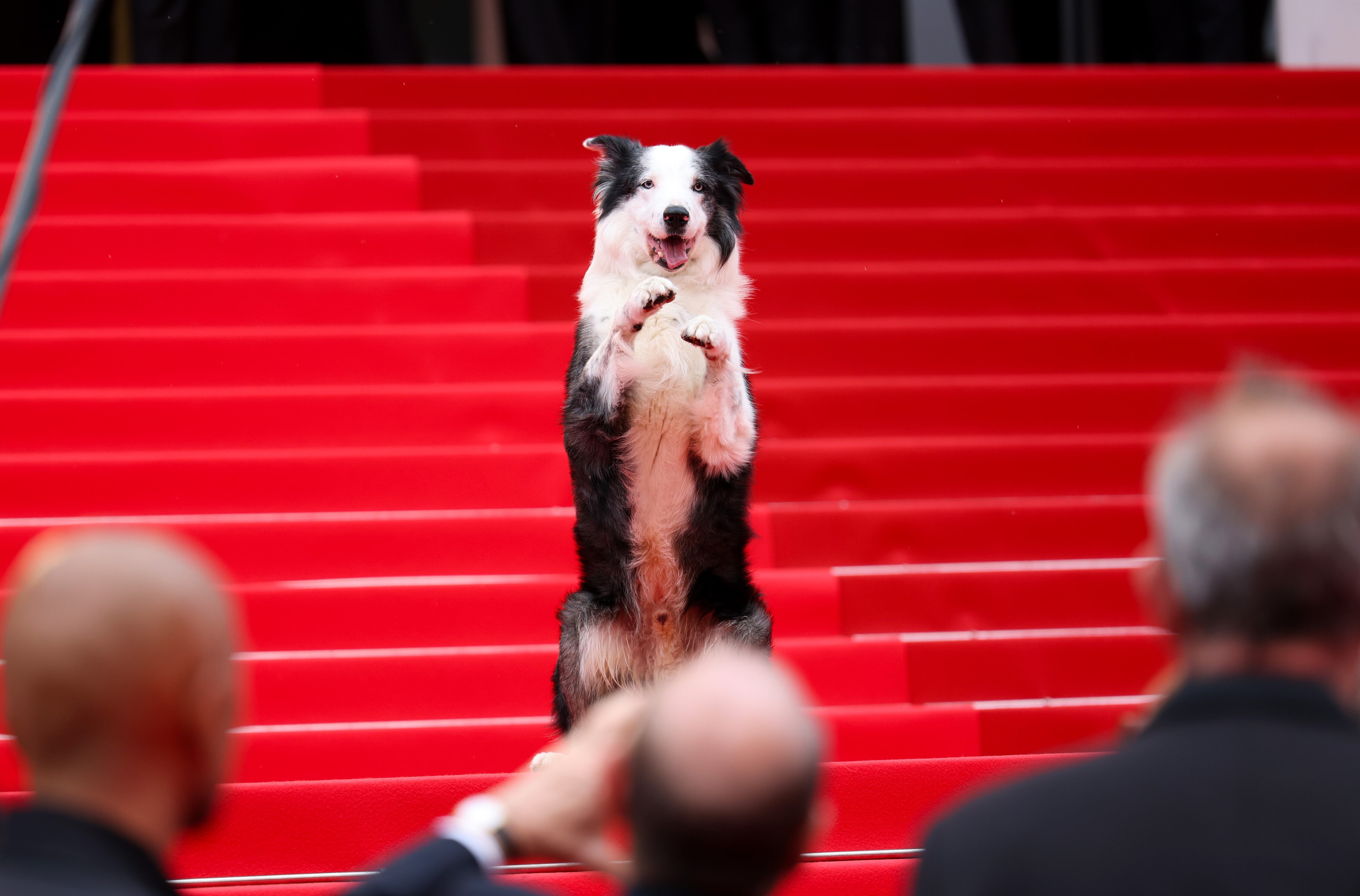 El celebérrimo 'Messi', el perro de 'Anatomía de una caída', el pasado mayo en Cannes.