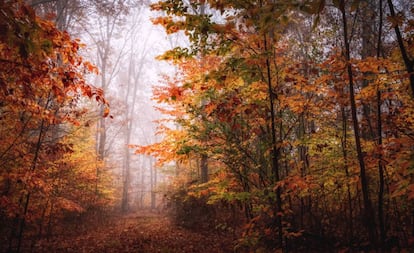 Un bosque con los coloresdel otoño en las hojas, en Hillsborough, Nueva Jersey (Estados Unidos). 