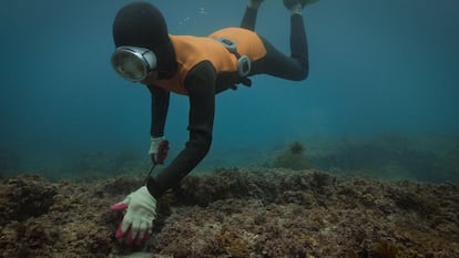 Una buceadora, en la película 'Las últimas mujeres del mar'.