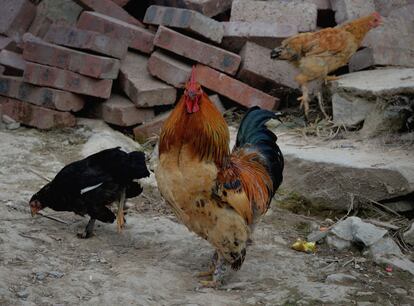 Foto tomada el 3 de febrero en Sirong en la provincia China de Guanxí donde se han registrado 31 víctimas del virus H7N9 causante de la Gripe Aviar. Las autoridades chinas advierten que se trata de una cifra elevada de fallecimientos, superior a la registrada en todo 2013.