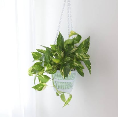 Outra planta em que coincidem todos os nossos especialistas: é perfeita para deixar dentro de casa porque é bonita e não requer muitos cuidados. De folhas grandes, tem um crescimento muito rápido, ideal para os impacientes. <strong>Cuidados.</strong> Adapta-se a todas as condições de luz no interior das casas. Cuidado com o excesso de rega! Se você exagera, as folhas ficam marrons.