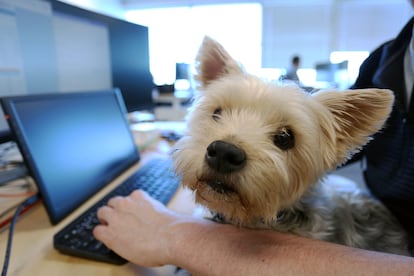 Un perro con su dueño en una oficina.
