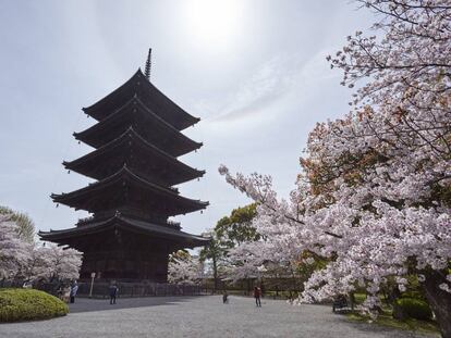 Floración de cerezos junto al templo Toji, en Kioto.