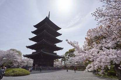 Floración de cerezos junto al templo Toji, en Kioto.