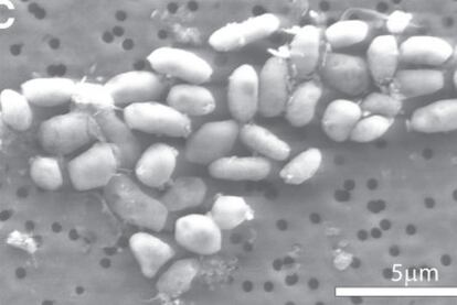 Bacteria adaptada al arsénico.