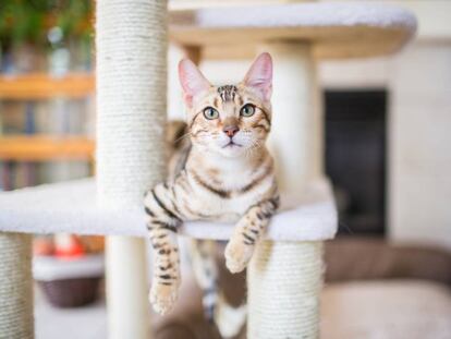 Siete cosas que hacen feliz a tu gato