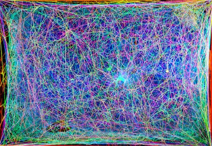 Corte transversal de una tela de araña, de donde se extrae un mapa tridimensional que luego se transforma en música.