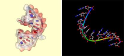 Estructura cristalina de un ARN del virus del sida llamado RRE, de interés farmacológico. A la derecha, representación de otro ARN.