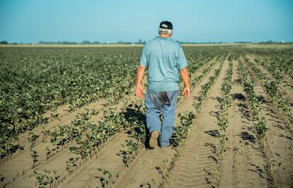 Un agricultor en Correa (Provincia de Santa Fe) camina en un campo de soja seco, el 7 de febrero.