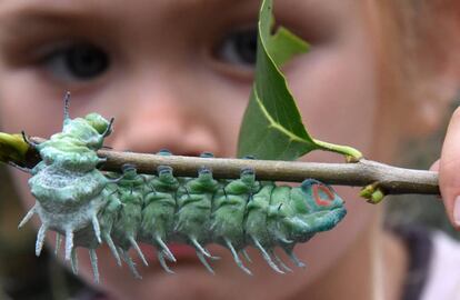 Una niña sujeta una oruga en un parque que acoje más de 600 mariposas y orugas, en Wittenberg-Lutherstadt (Alemania).