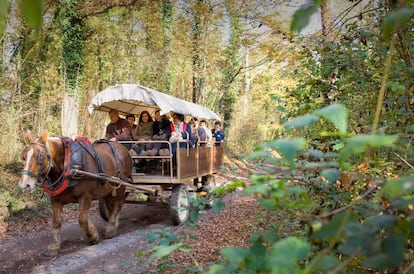 Un carruatge per la fageda d'en Jordà, a la Garrotxa.