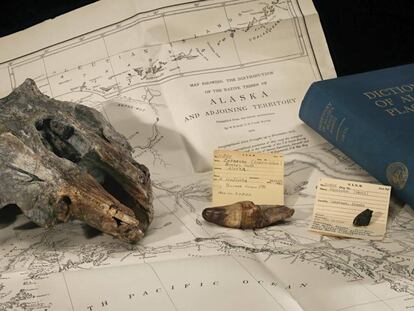 El fósil del delfín estudiado junto a un mapa del lugar dónde fue hallado.