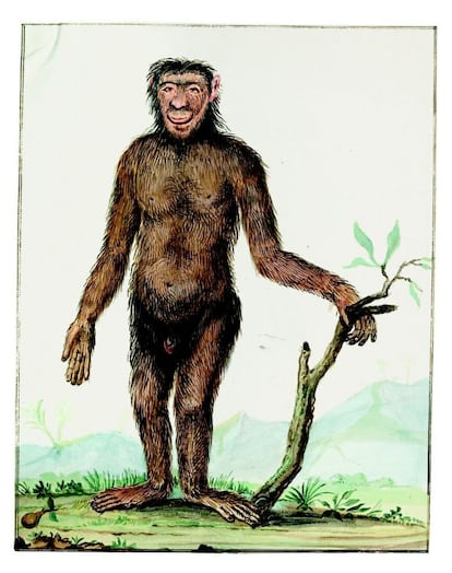 'La Naturaleza como inspiración' es el nombre de la exposición que reúne dibujos de la colección del naturalista holandés Johannes le Francq van Berkhey (1729-1812). En la imagen, un dibujo de un pongo, una especie de orangután.