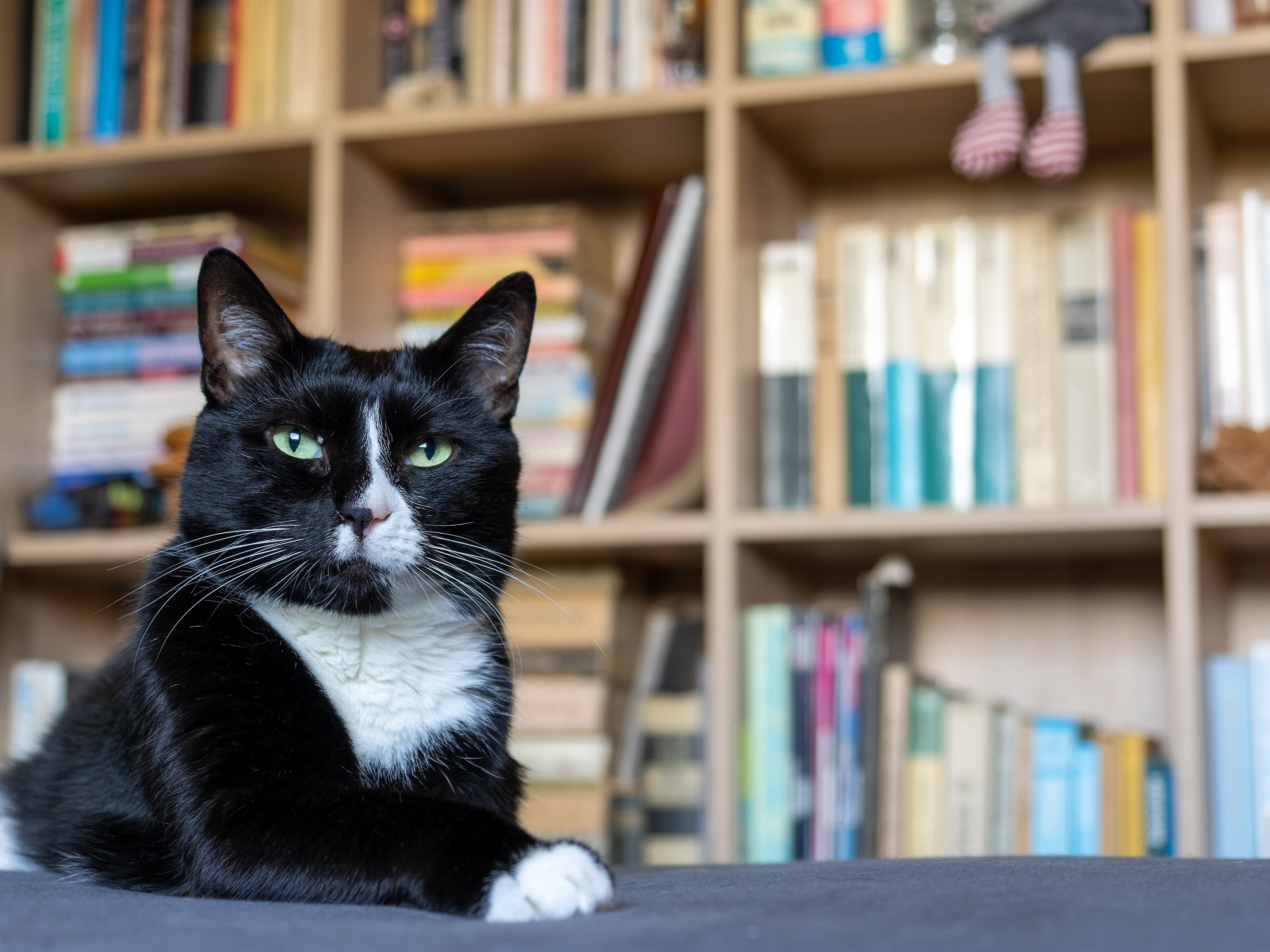 Soy un gato